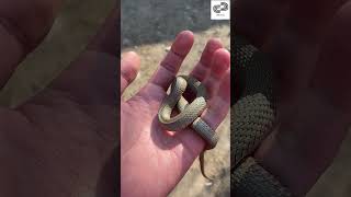 Difference Between Viper and Snake