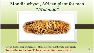 Mulondo Mondia Whtei - Sexual Healing Herb In Africa, Uganda