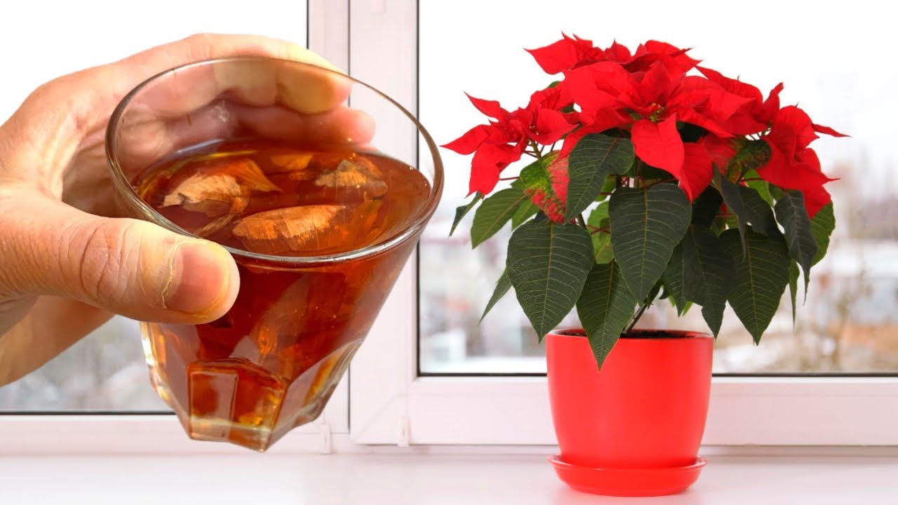 луковой шелухой полить комнатные цветы