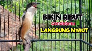 Suara Cendet Gacor Ribut Tak Kenal Waktu Sangat Efektif Buat Pancingan Cendet Lain Agar Cepat Nyaut