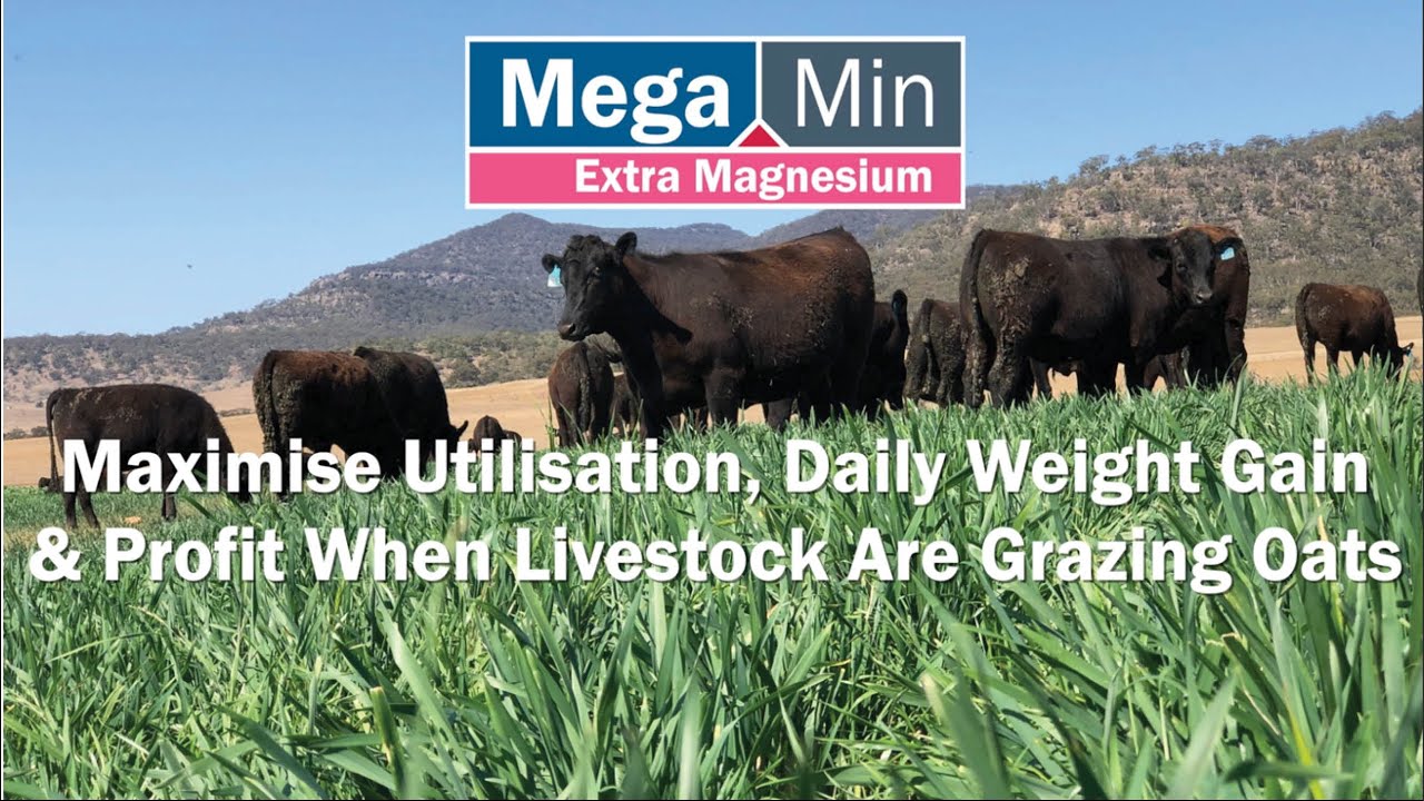 Maximise Utilisation, Daily Weight Gain & Profit When Livestock Are
