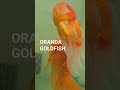 Awesome Oranda Goldfish # Shorts # Ornamental Fish