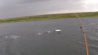 Alaska Aleuten 2018 Tag 4 Silberlachs Rekordzahlen / Silver salmon fishing in record numbers