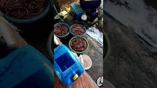 Download Lagu belut sawah #belut #viral MP3