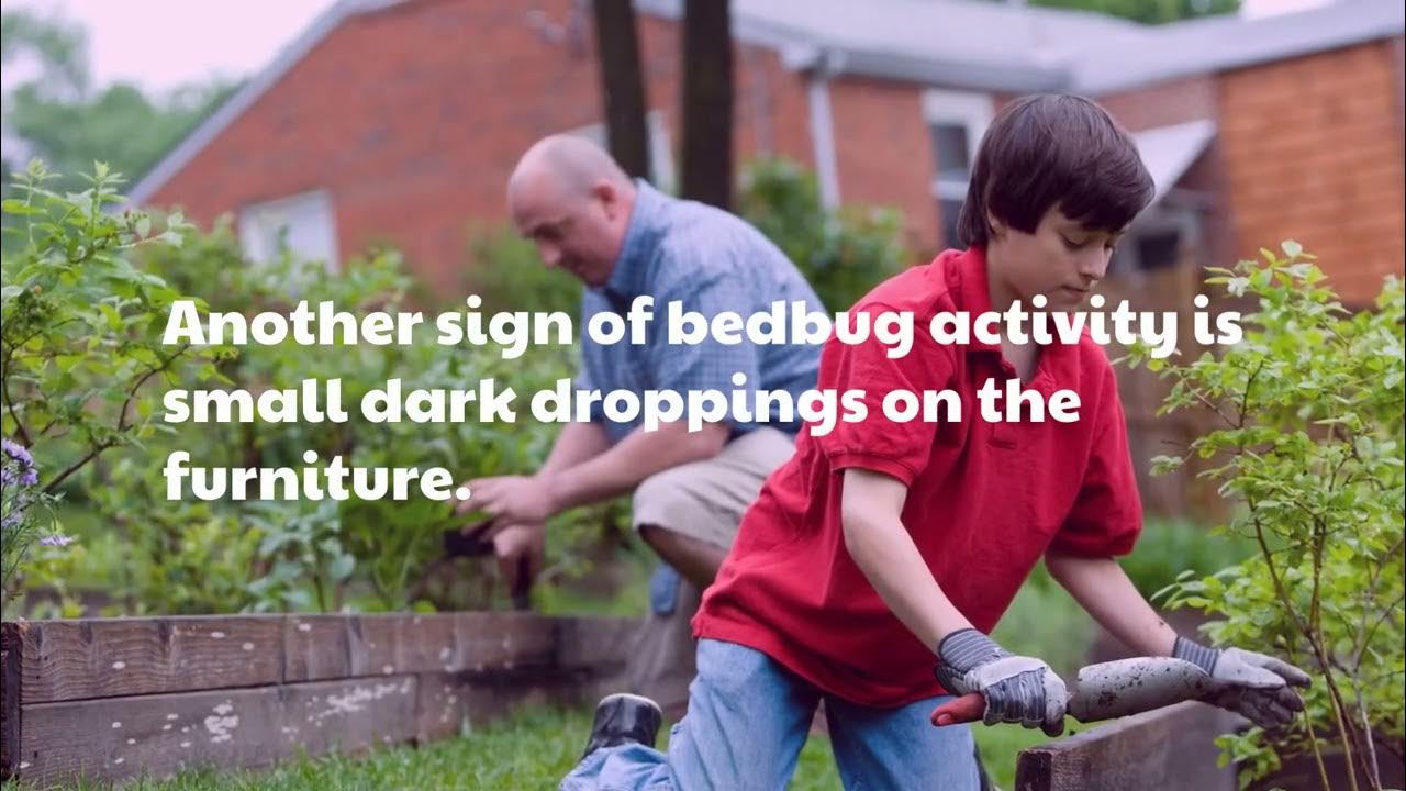 How to Check Wooden Furniture for Bed Bugs YouTube