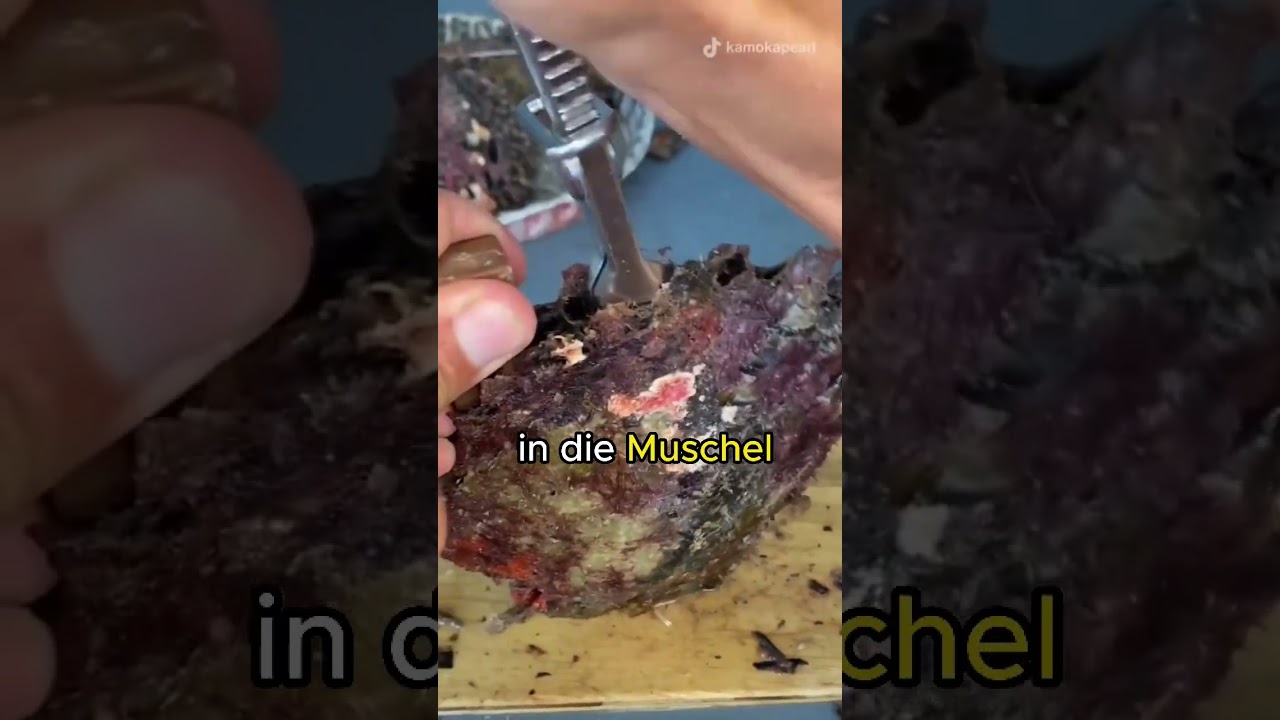 Warum Haben Muscheln Perlen?   #deutsch #trending