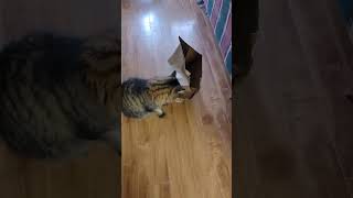 Funniest Animals ? Funniest Cats and Dogs December 2023