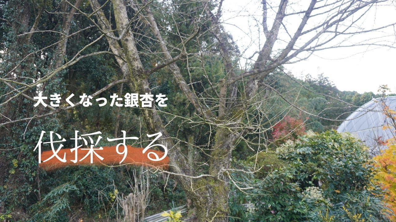 伐採したイチョウの木いかがですか？ このイチョウの木を伐採する方法についてアドバイスを求めています : r