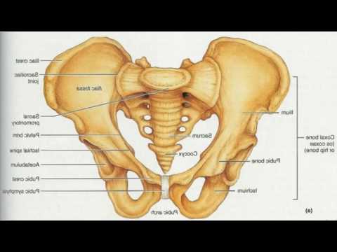 Difference Between Pelvis and Hip