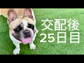 果たして妊娠してるのか!?母犬のおなかをチェックしていきます!!