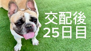 果たして妊娠してるのか！？母犬のおなかをチェックしていきます！！