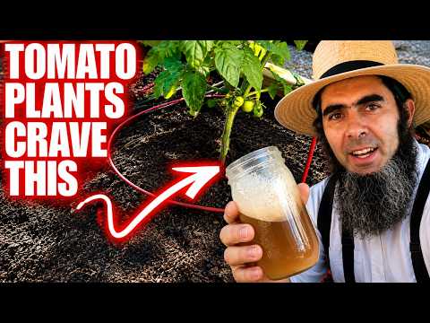 TOMATO PLANTS CRAVE IT!!! Homemade Mix Works Like Magic