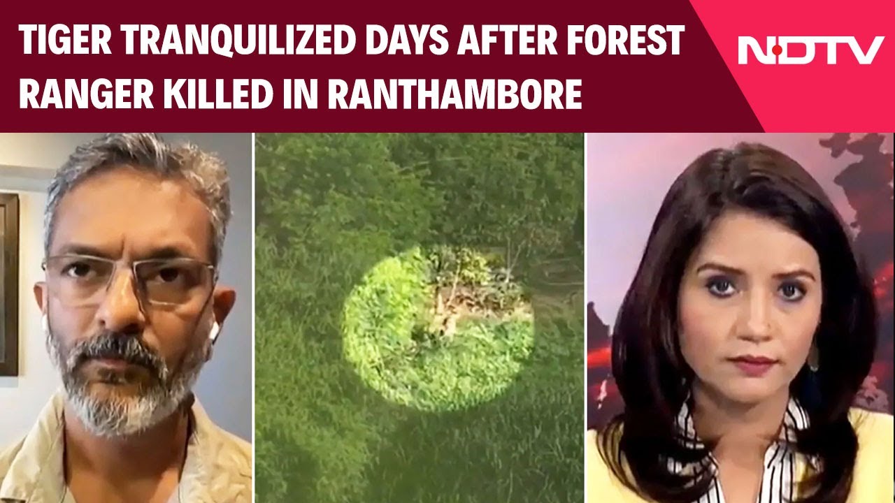 Ranthambore | Tiger Tranquilized Days After 40-Year-Old Forest Ranger Killed In Ranthambore