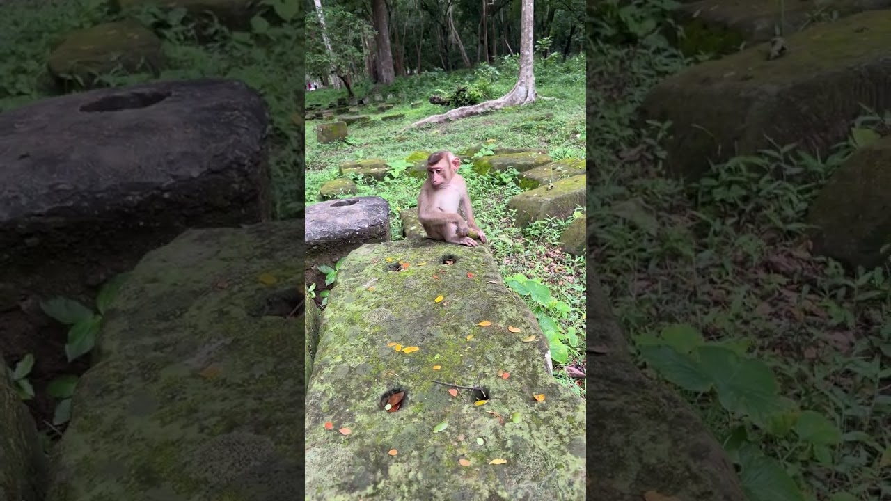 cute monkey funny style love 