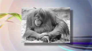 О чём рассказали говорящие обезьяны? 04.02.2016 О чём рассказали говорящие обезьяны? 04.02.2016