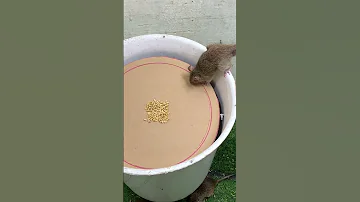 Awesome Mousetrap Ideas From Plastic And Cardboard Buckets Mousetrap Rattrap Shorts 