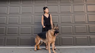 Day in the Life of a German Shepherd by Vanessa W 1,918 views 10 months ago 8 minutes, 40 seconds