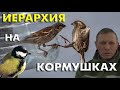 Какие птицы доминируют на кормушках? / Репортаж орнитолога