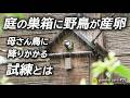 負けるなお母さん鳥!この試練なんとか乗り越えてほしい