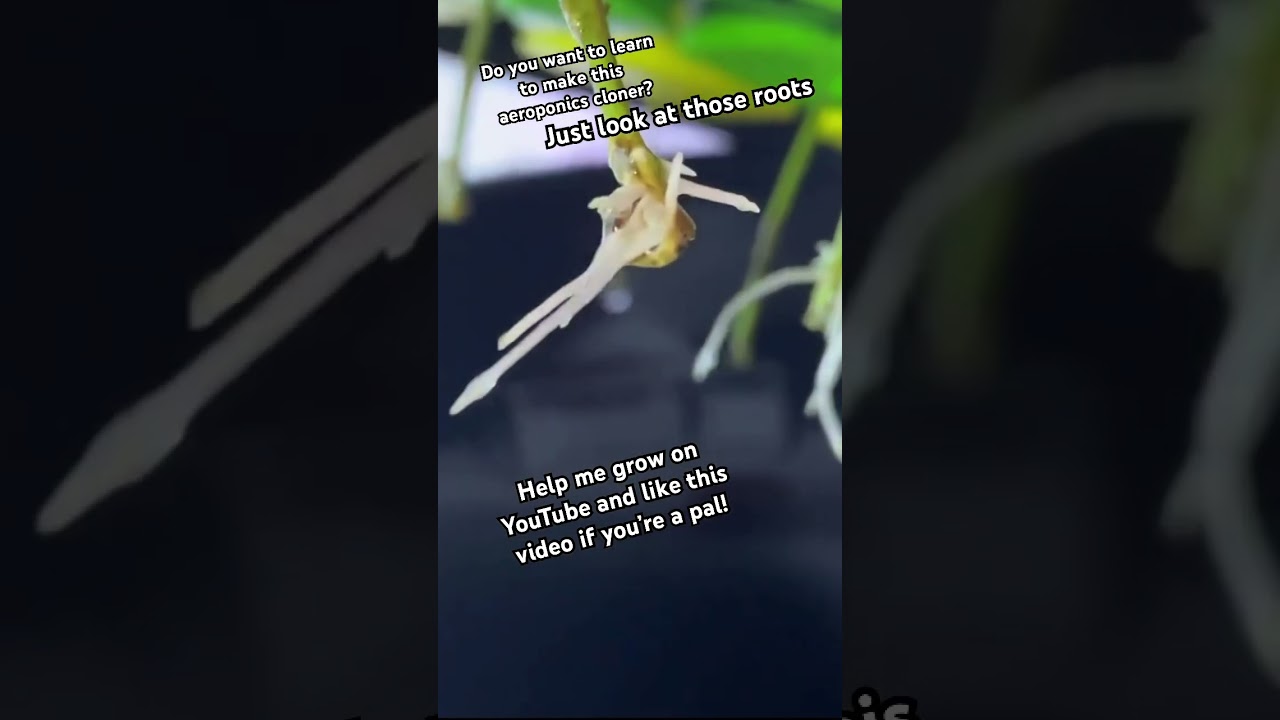 Clone Your Plants With This Easy Homemade Aeroponics Cloner
