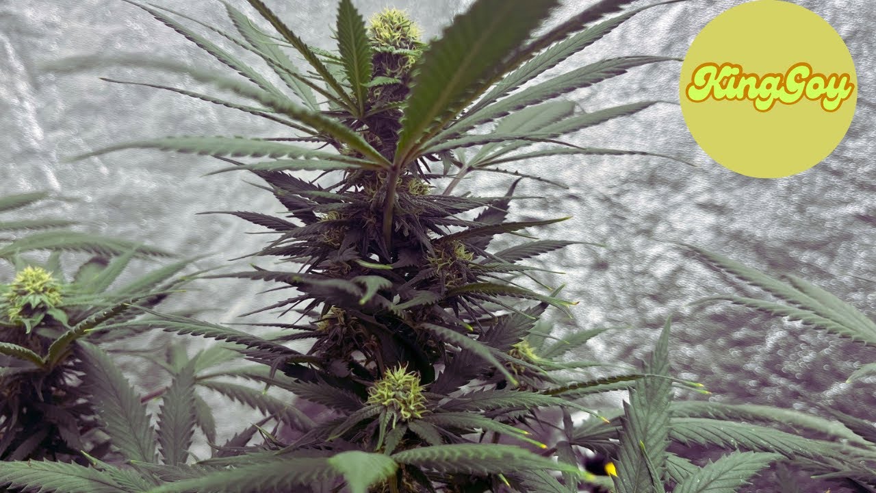 Exodus Cheese Indoor Grow: Harvest preparation!