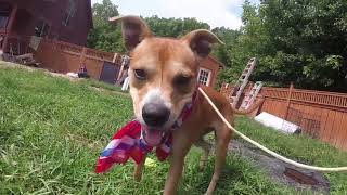 Candy Rescue Dog Pup To Adopt