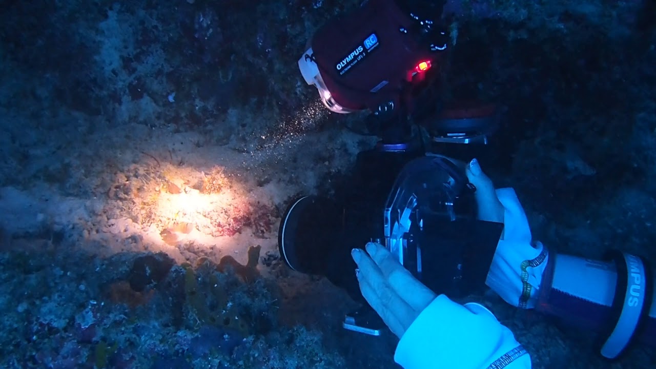 ミスターオリンパス水中”清水淳のカメラレビュー】OLYMPUSユーザーの 