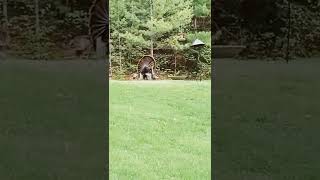 sneaking up on the turkeys