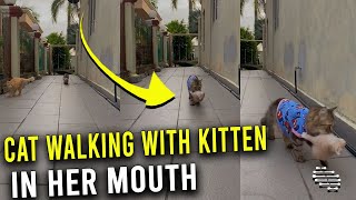 Mommy Cat Wearing a Coat Walking Around While Holding Kitten in Her Mouth