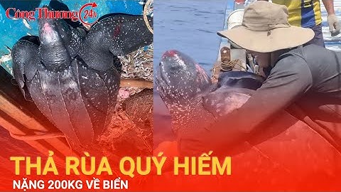 Ngư dân Quảng Nam thả rùa quý hiếm nặng 200kg về biển| Công Thương 24h