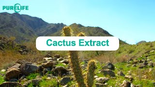 What Can Cactus Extract Do for You