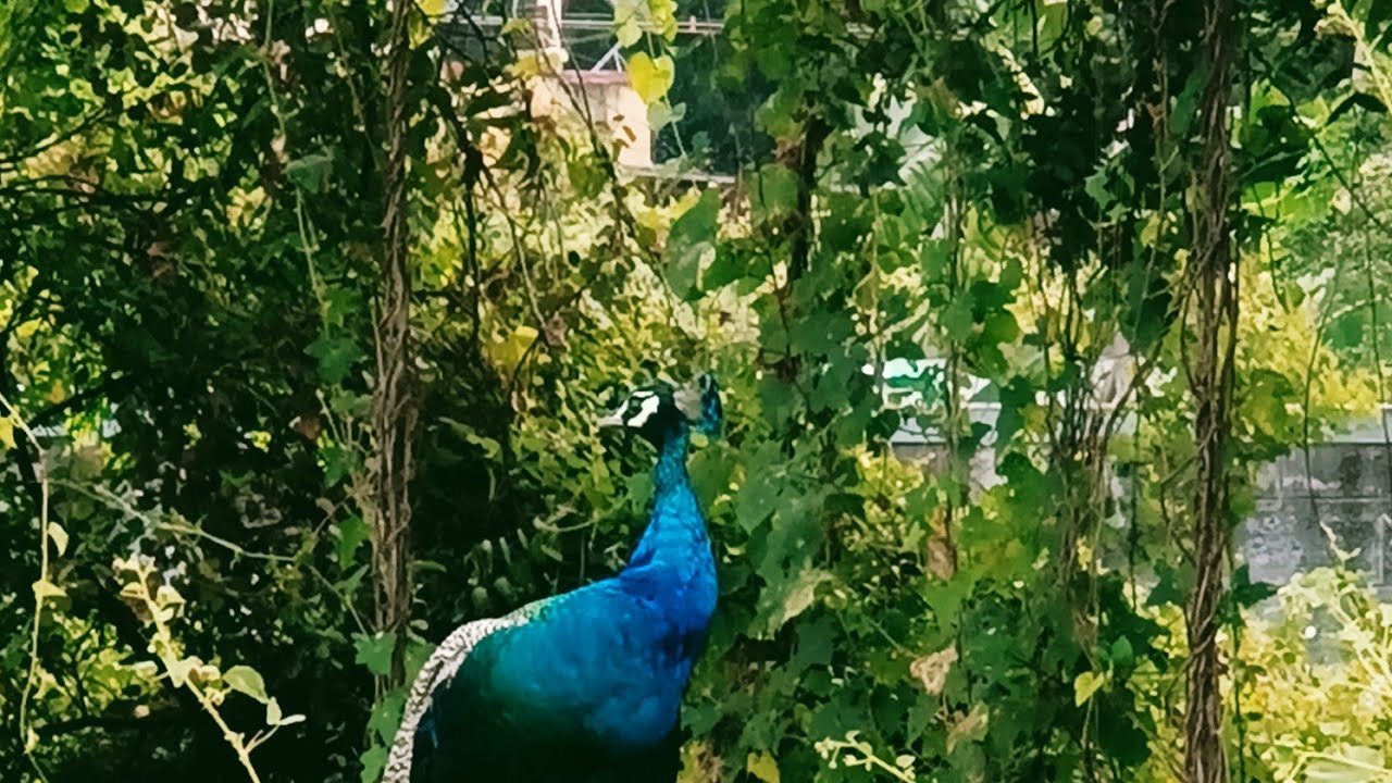 Mayile mayile iraghu podu 