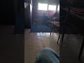 الجنيه العاشقه 