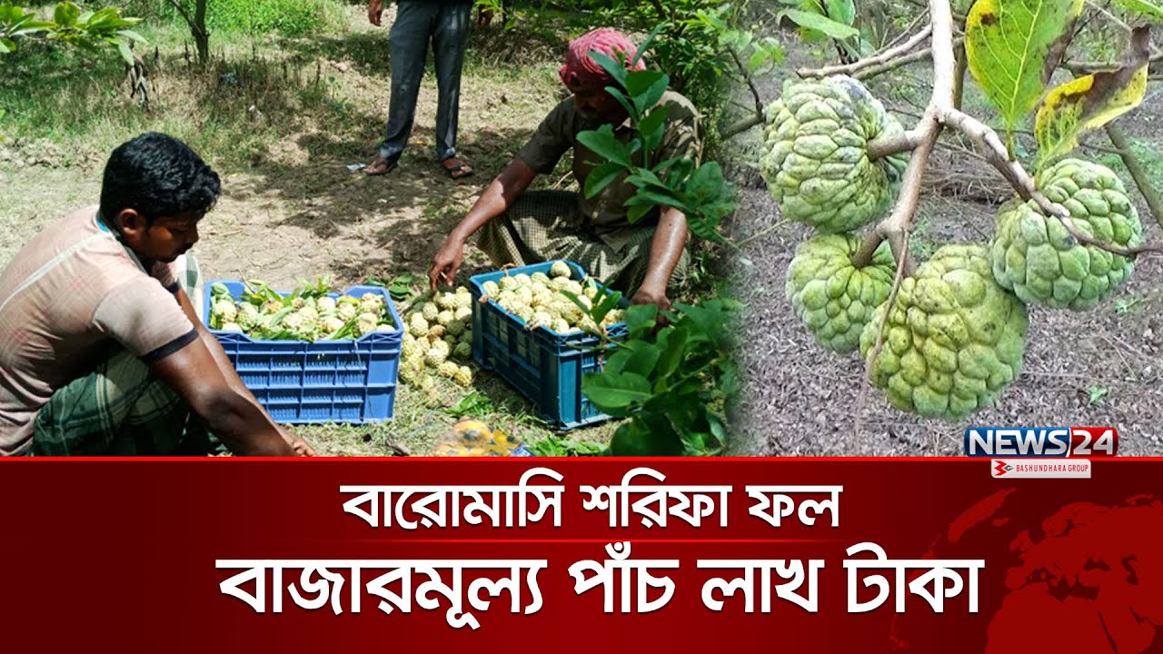 বারোমাসি শরিফা ফল চাষ করে লাভবান হচ্ছেন চাষীরা | Sharifa Fruit News ...