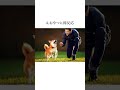 可愛すぎる柴犬あるある7選 #わんこ #プチ知識 #いぬ部 #犬のいる生活 #柴犬