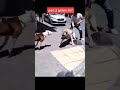 pitbull vs kangal