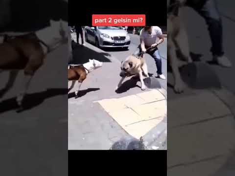 Video: Köpeğim neden tırnaklarını çiğneyip duruyor?