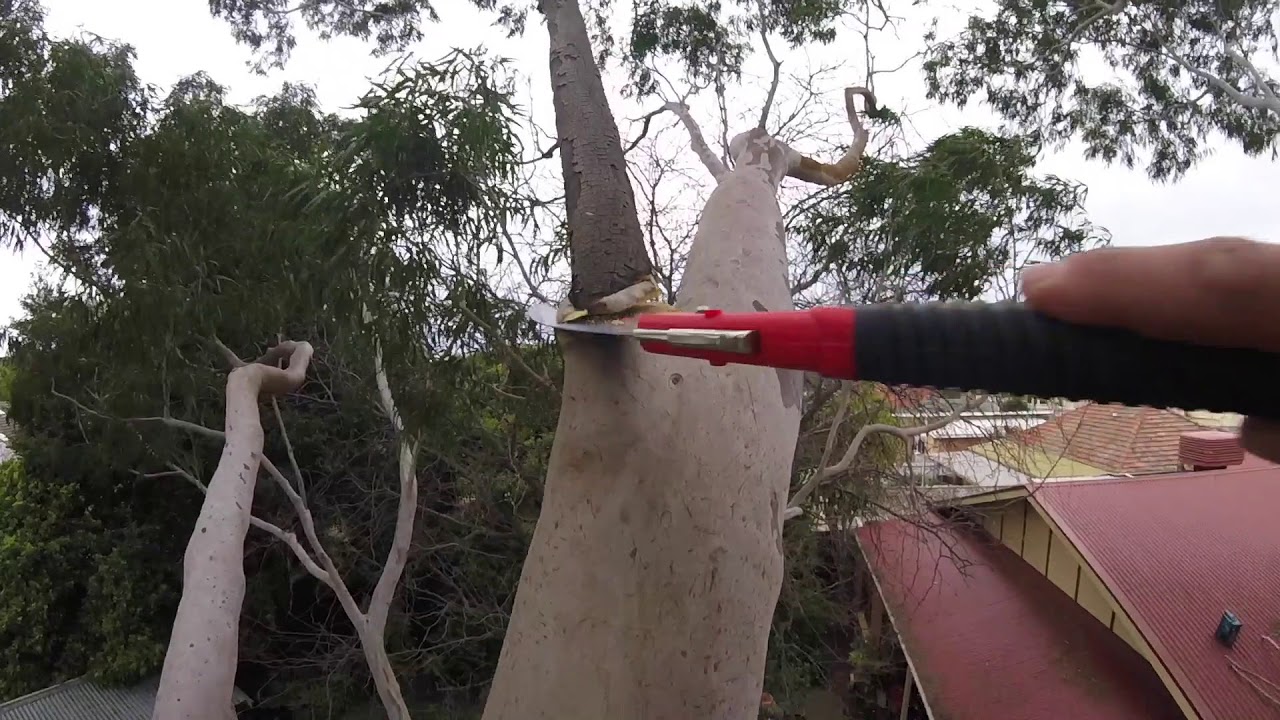 Pruning A Large Old Australian Gum Tree Over Hanging The House - YouTube