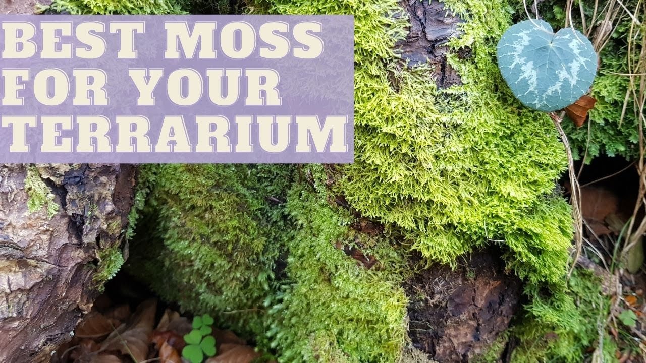 Been collecting and growing/acclimating moss for a terrarium for