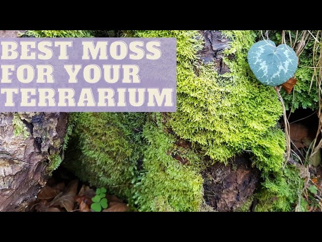 Collecting Moss from the Wild for Making a Terrarium; Part 1 