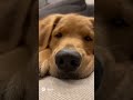 犬の呼吸　#ai #ゴールデンレトリバー #shorts