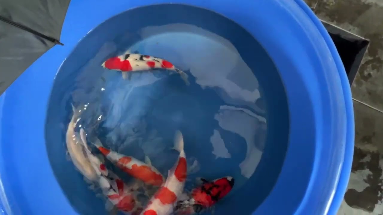 bowl met diverse koi