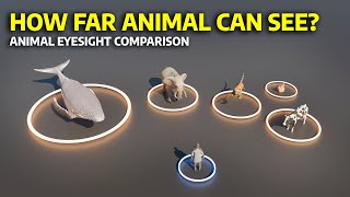 How Far ANIMALS Can See? | Animal EYESIGHT Comparison | 3D