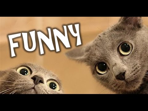 Animais engraçados (Funny pets) - YouTube