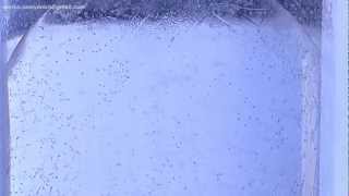 iceicewater