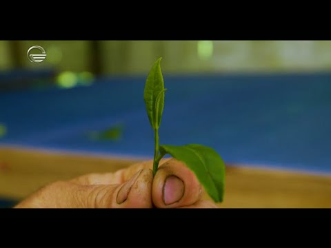 საიმედო რეკომენდაცია - 15 ნოემბერი, 2020 წელი