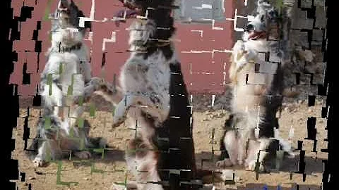Quanto costa il Border Collie cuccioli?