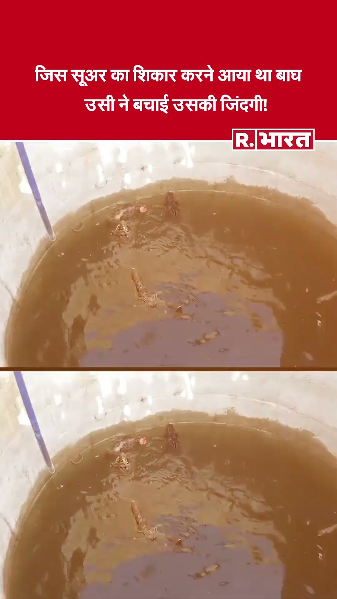 कुएं में फंसे बाघ का रेस्क्यू कंप्लीट, बाघ और जंगली सुअर को सुरक्षित जंगल में छोड़ा गया