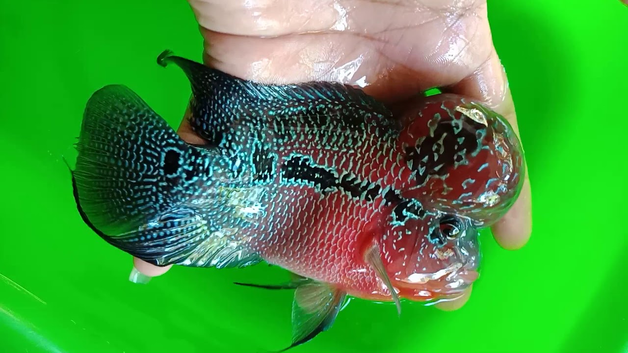 Flowerhorn update.... - YouTube