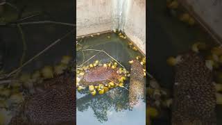 .घोंघा.की. खेती.. Snail farming  in INDIA.(Apple snail) .Near vijayawada. Andhra pradesh. 9533363656